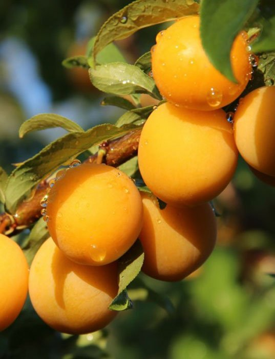 Превью изображения