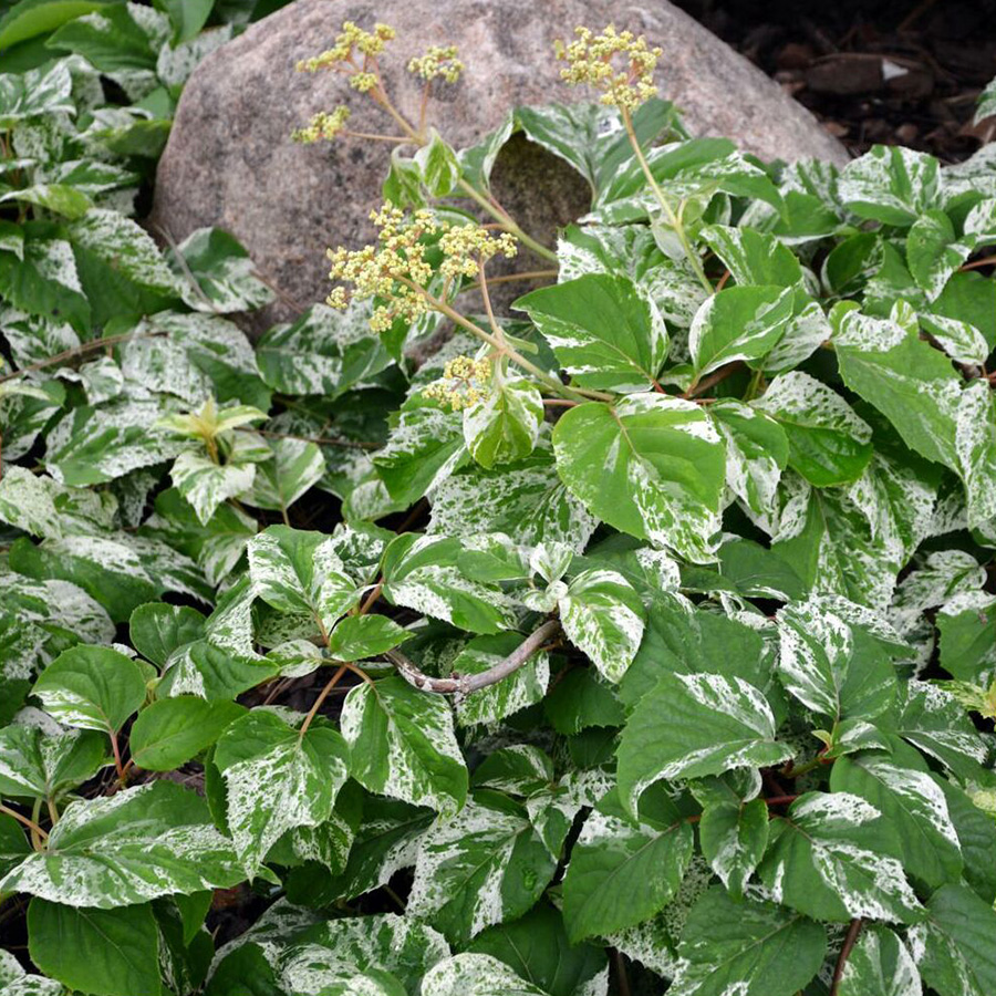 Превью изображения