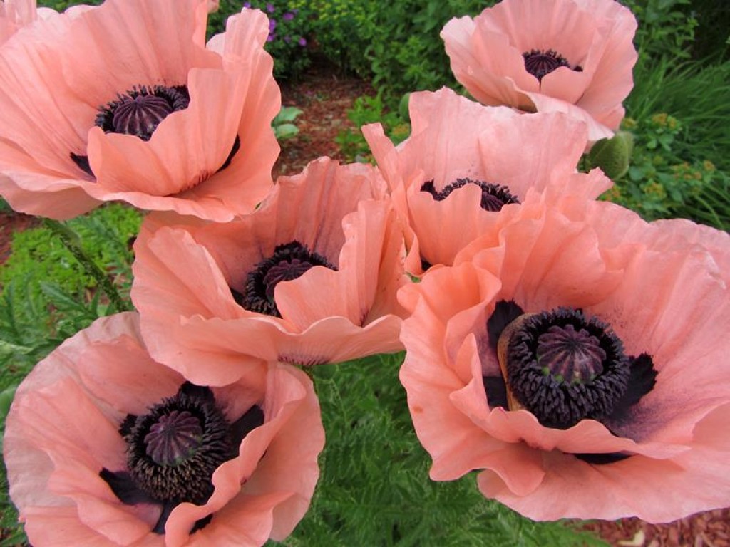 Превью изображения