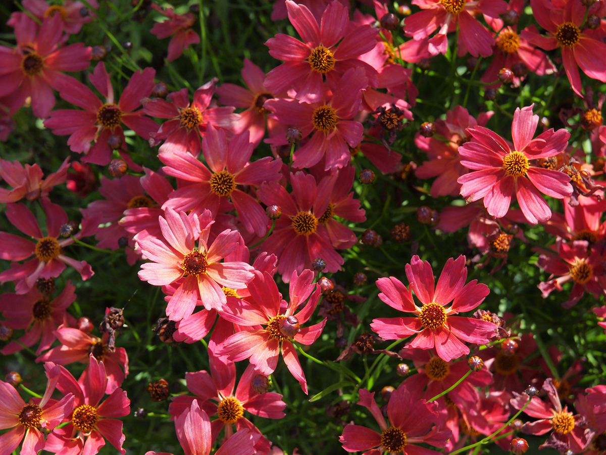 Превью изображения