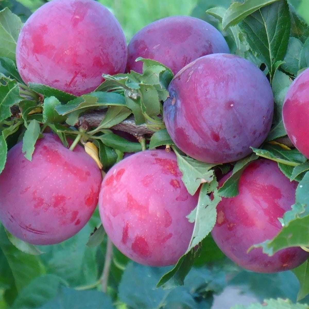 Превью изображения