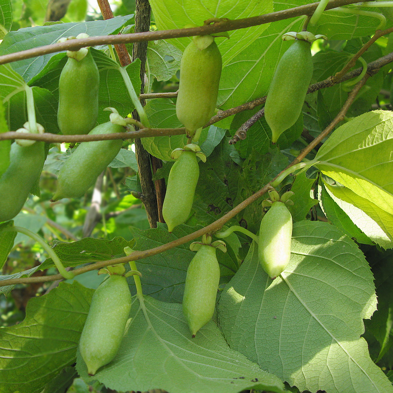 Превью изображения