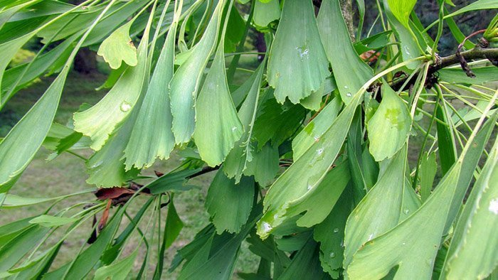 Превью изображения