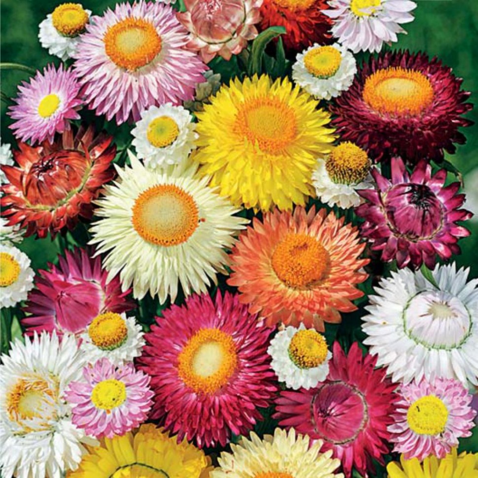 Превью изображения