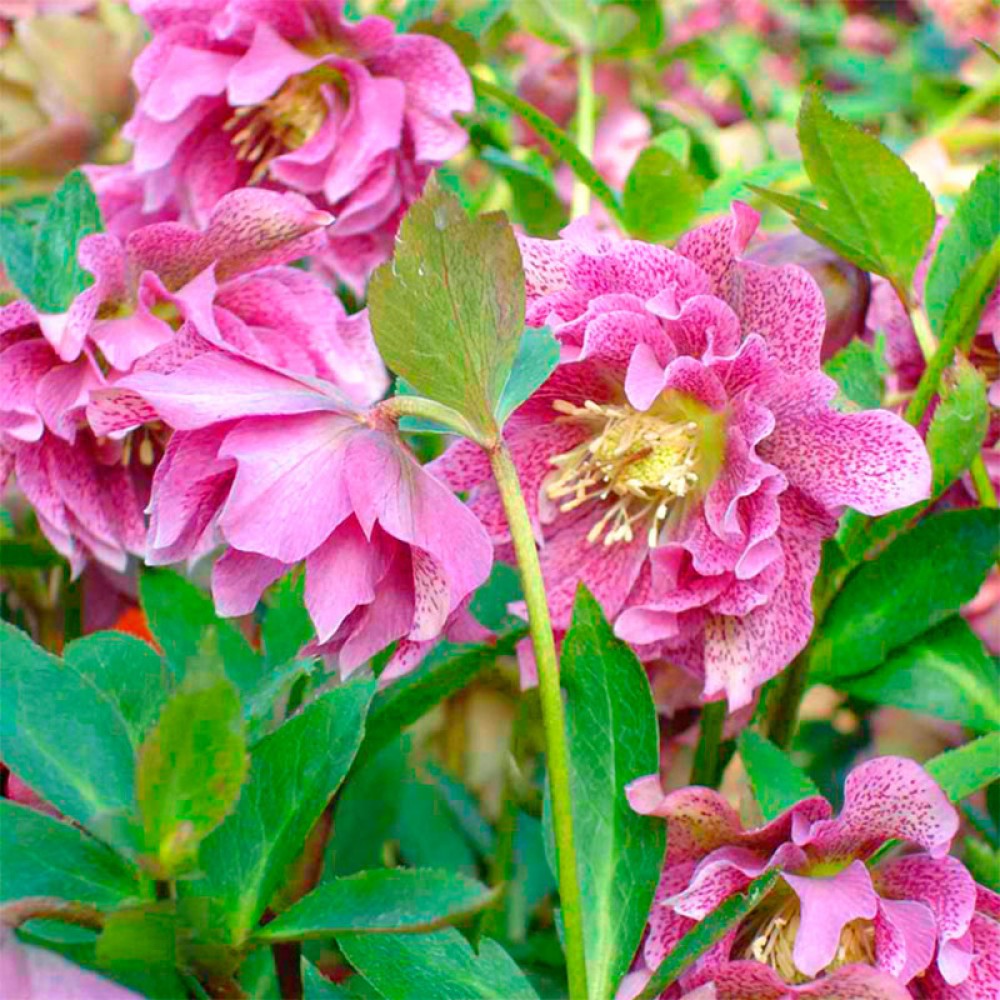 Превью изображения