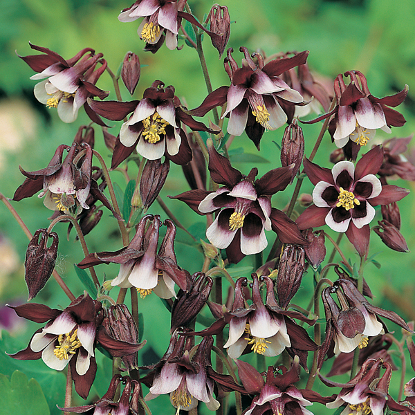 Превью изображения