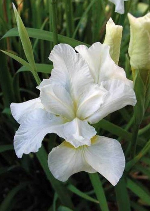 Превью изображения