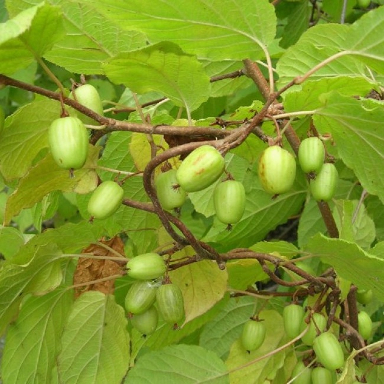 Превью изображения