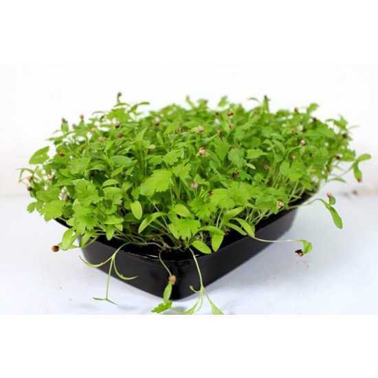 Превью изображения