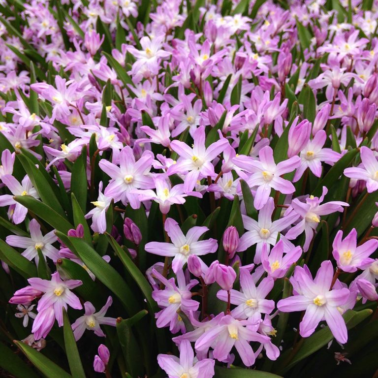 Превью изображения