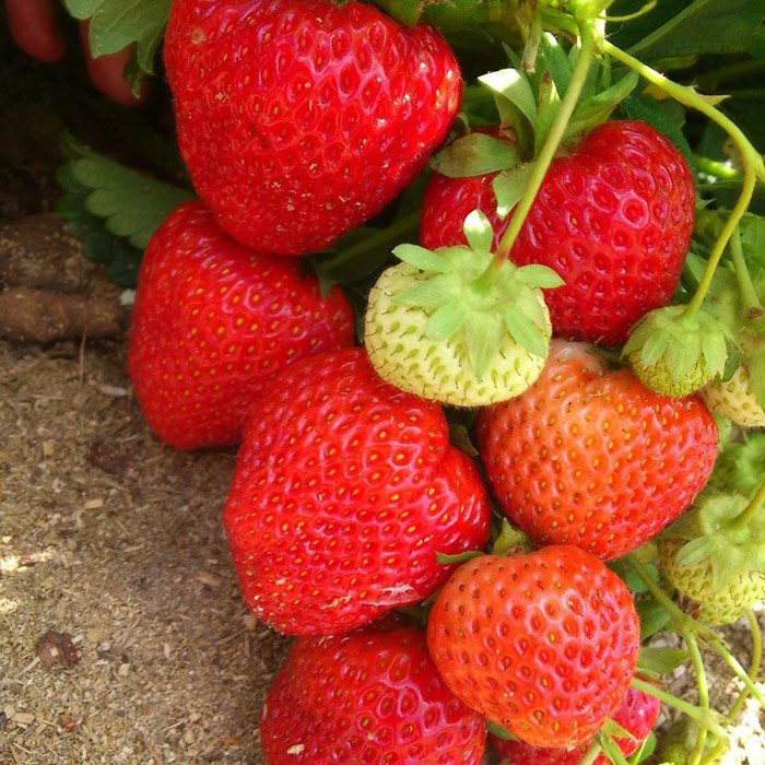 Превью изображения