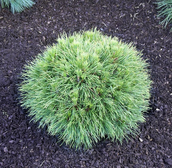 Превью изображения