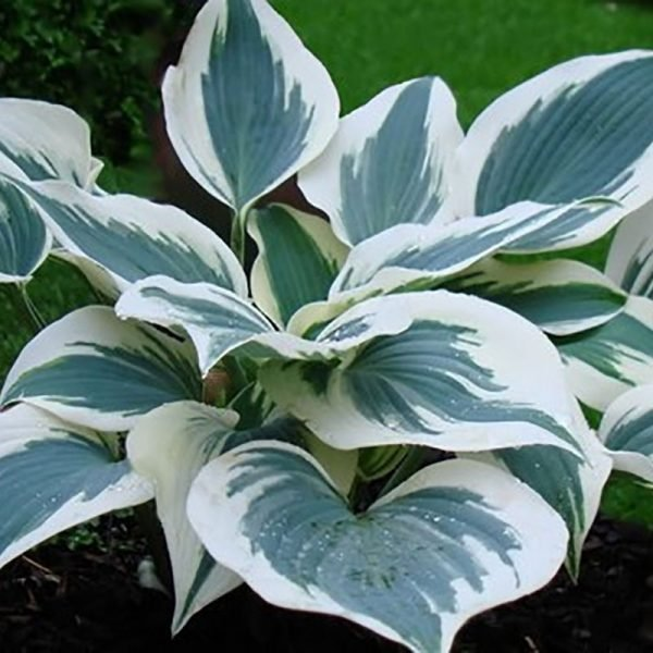 Превью изображения