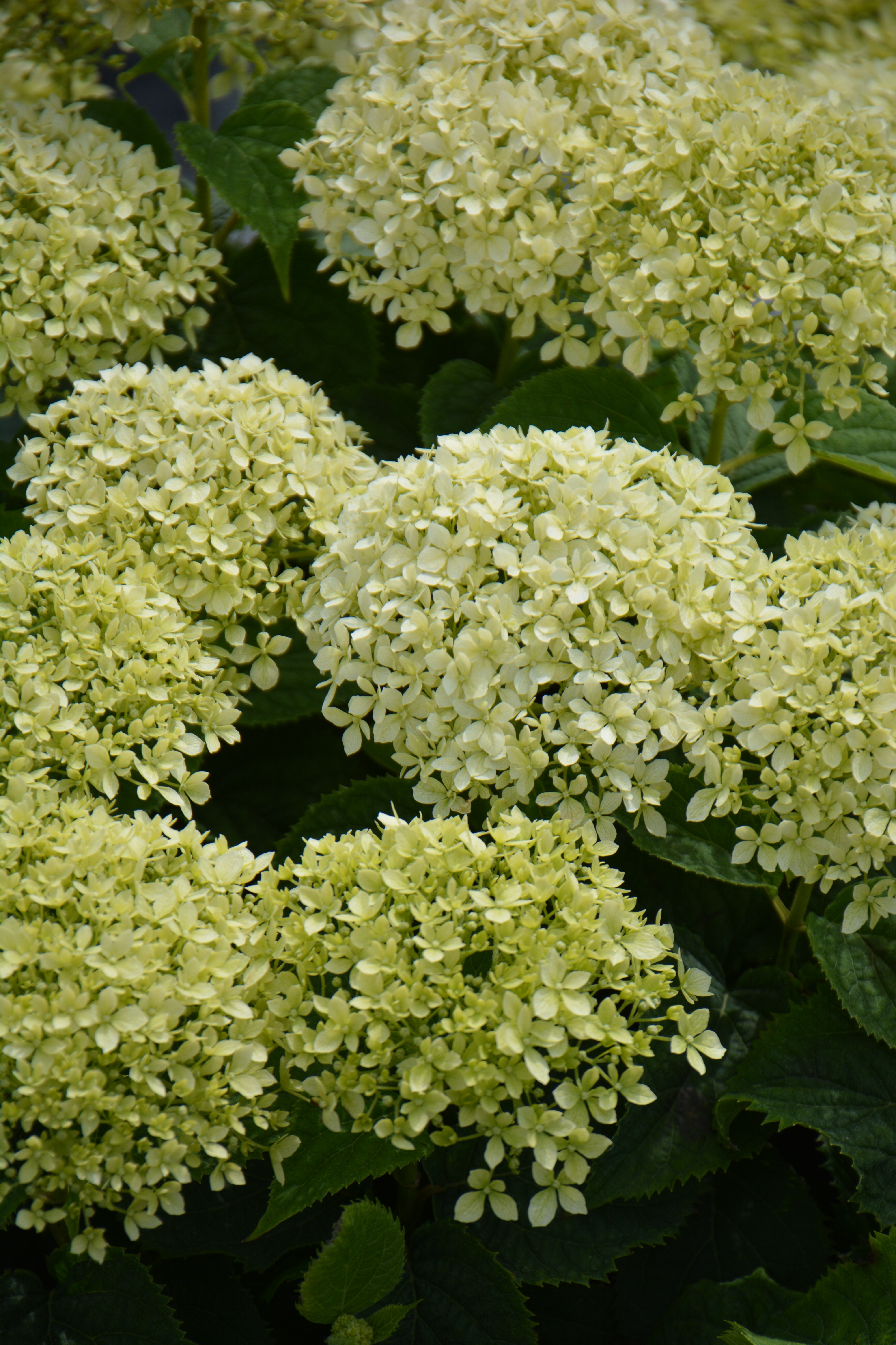 Превью изображения