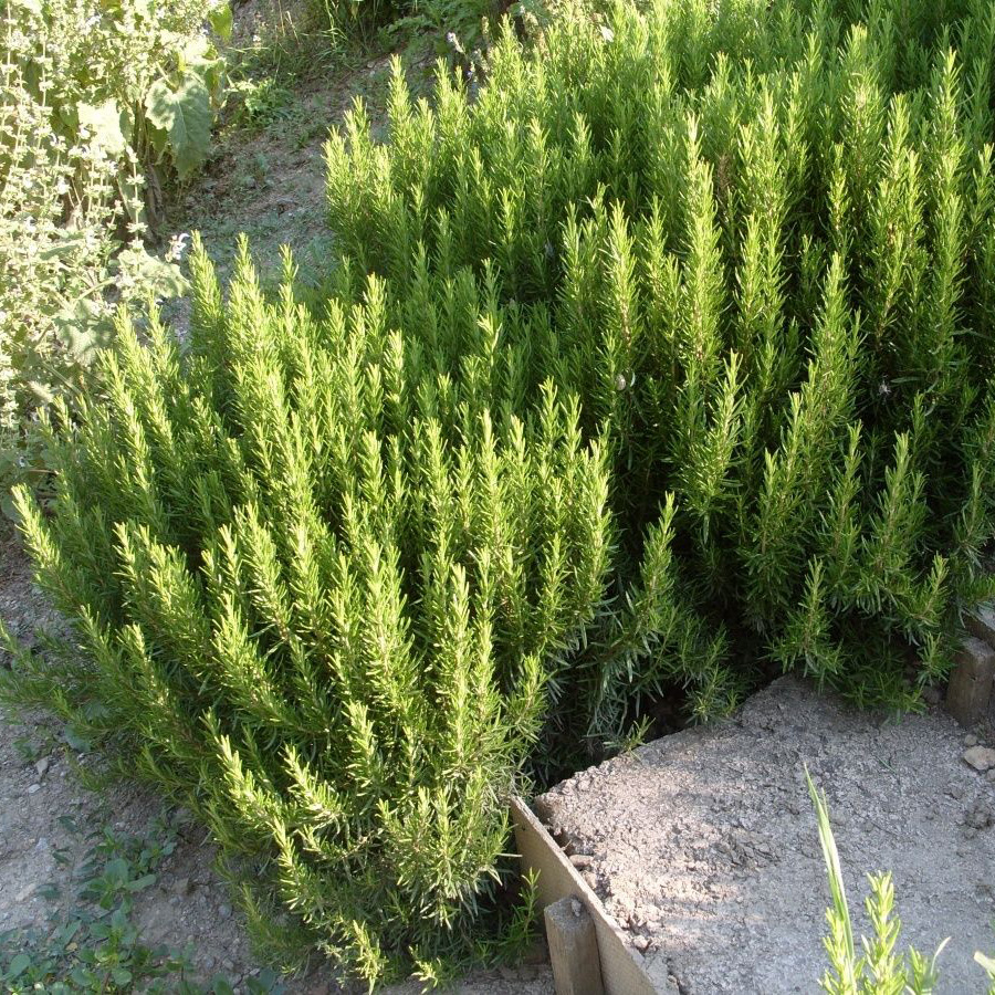 Превью изображения