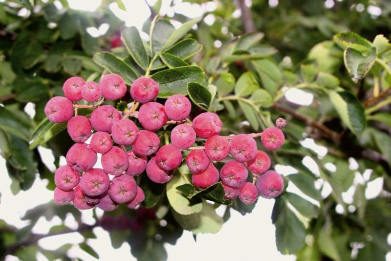 Превью изображения