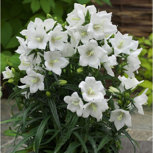 Превью изображения