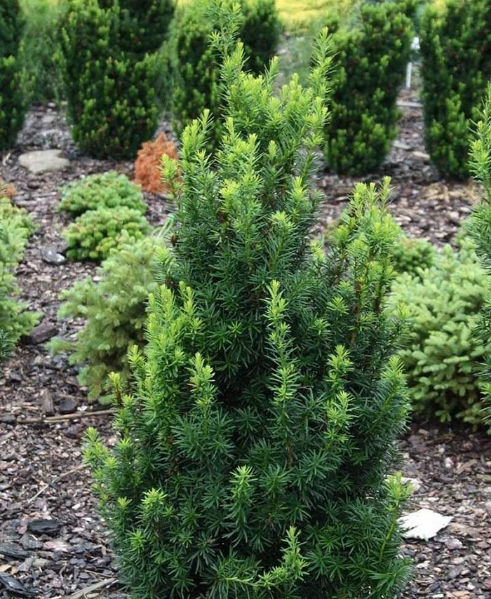 Превью изображения