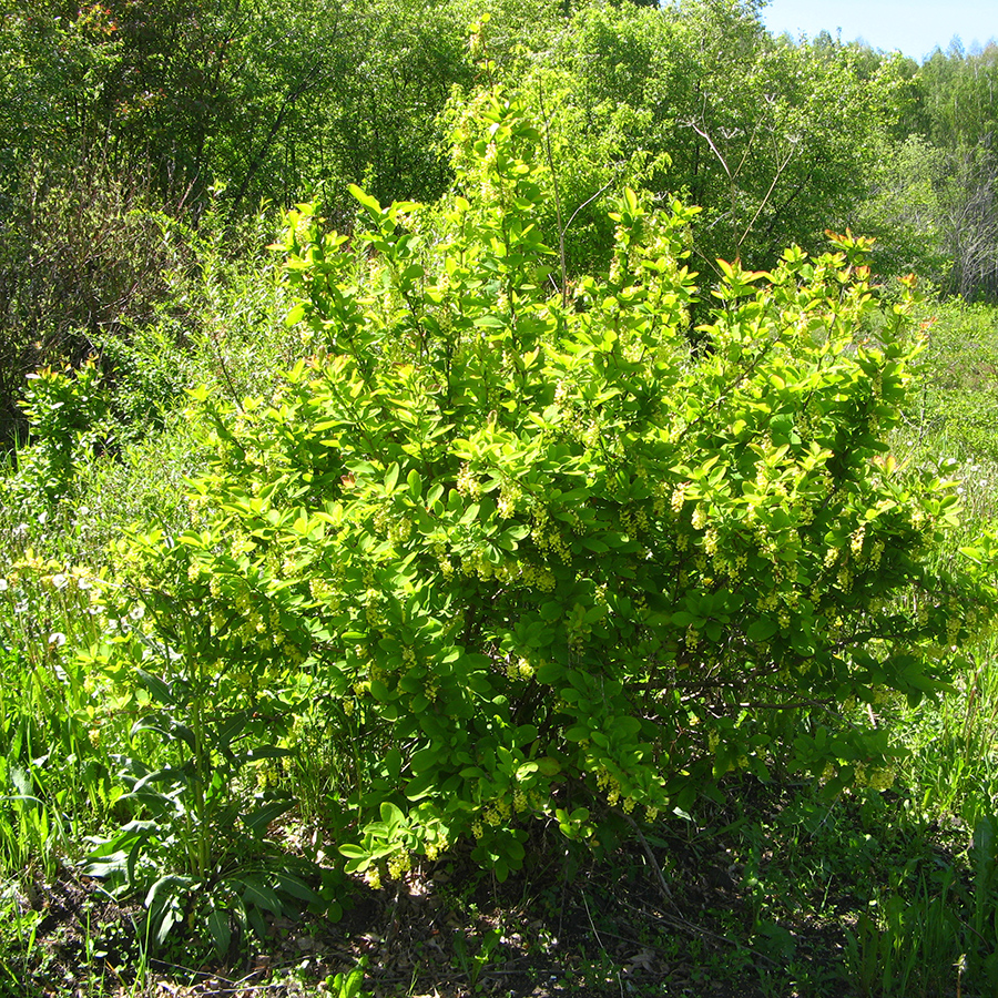 Превью изображения