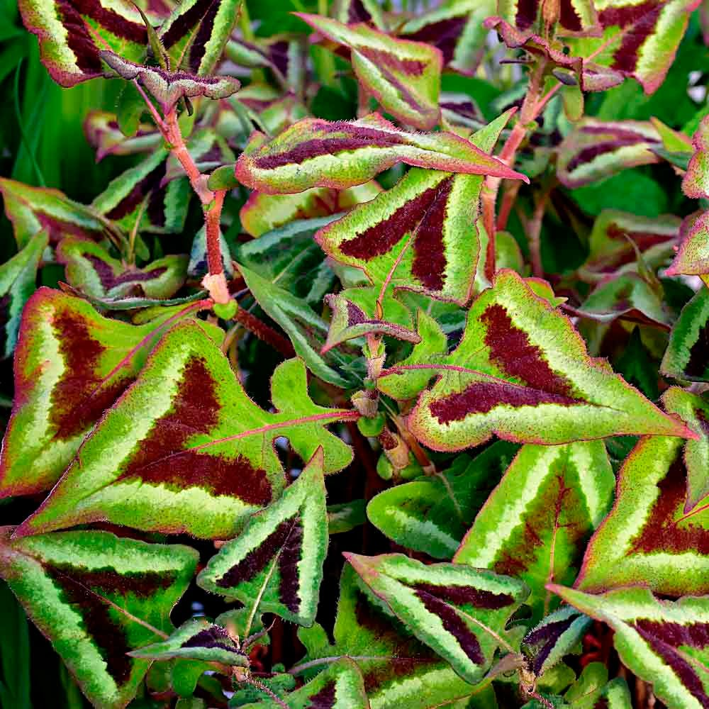 Превью изображения