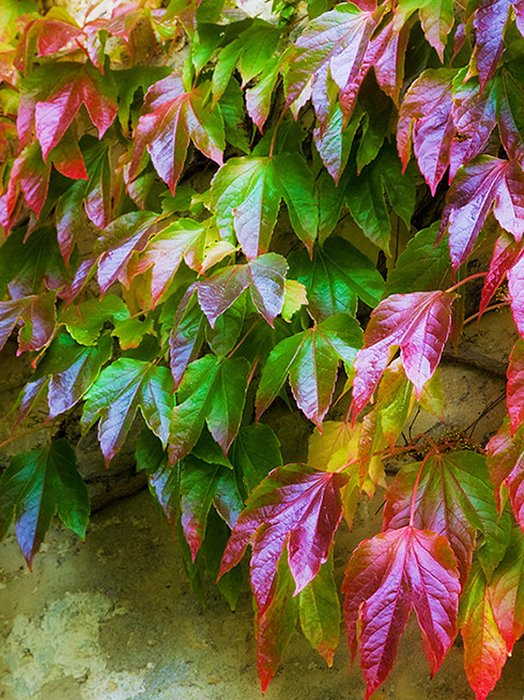 Превью изображения