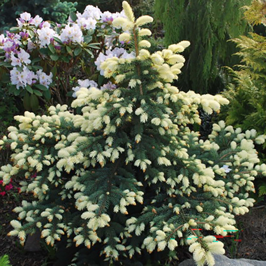 Превью изображения