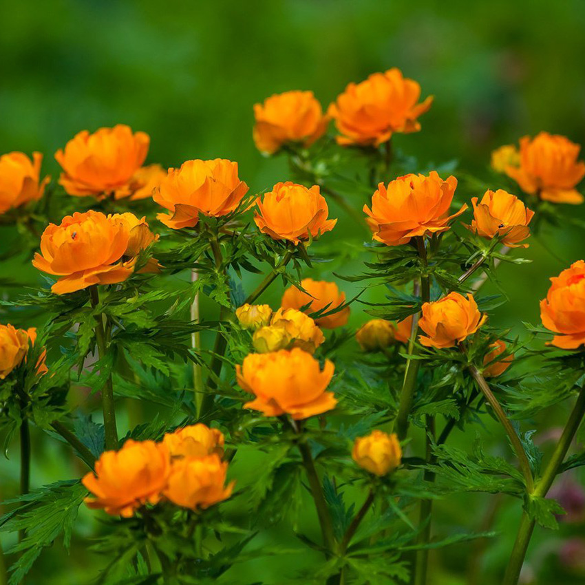 Превью изображения