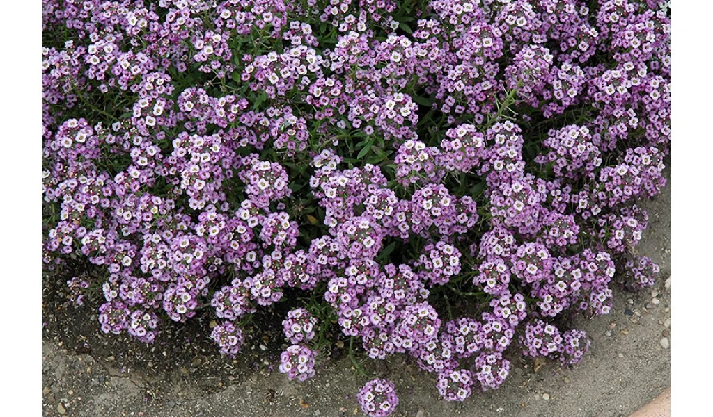 Превью изображения