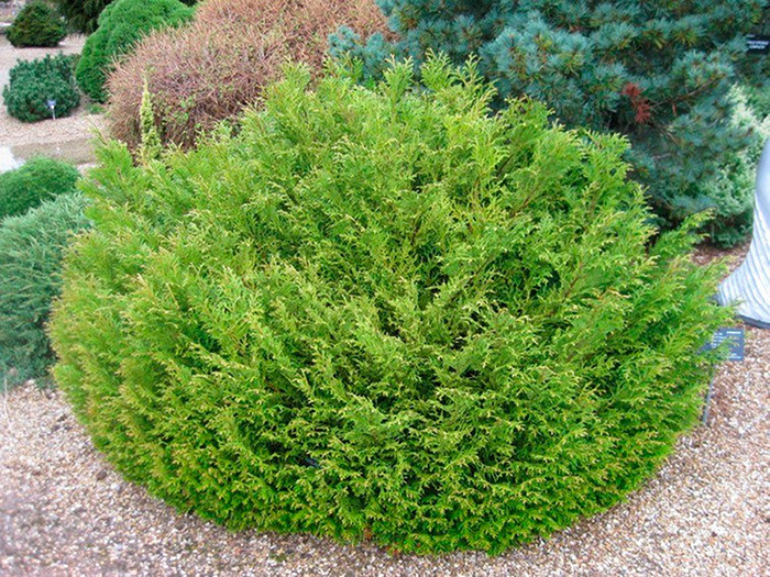 Превью изображения