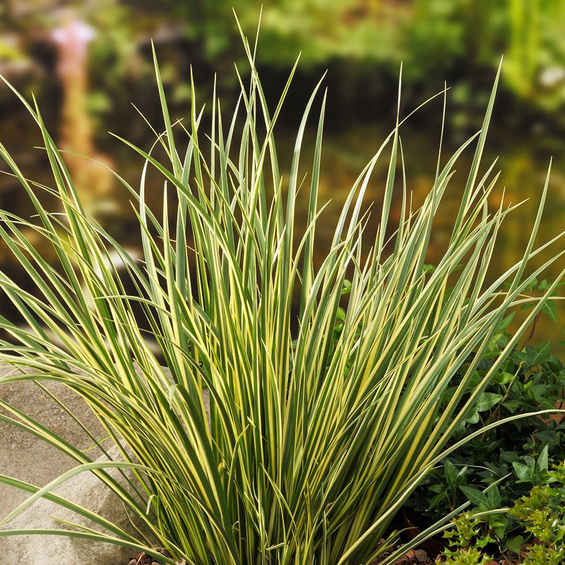 Превью изображения