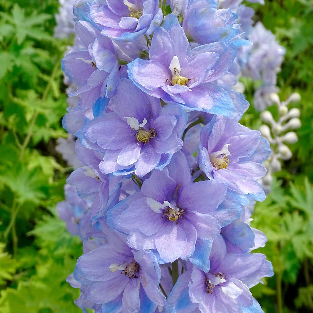 Превью изображения