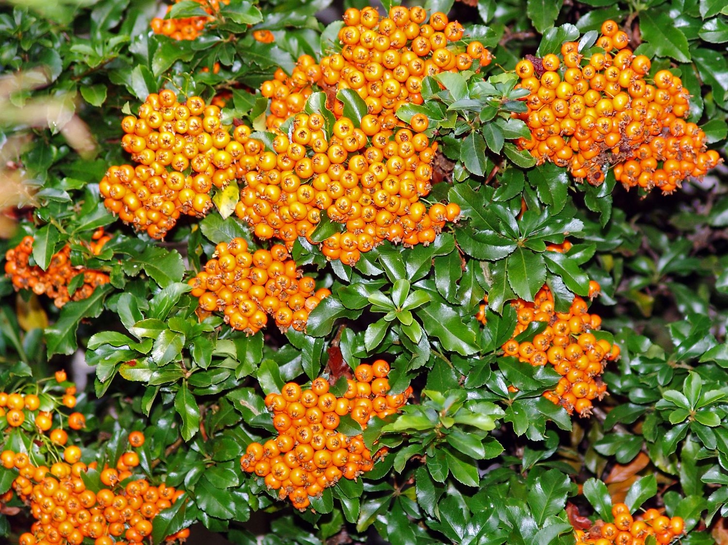 Превью изображения