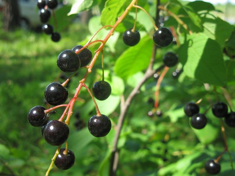 Превью изображения