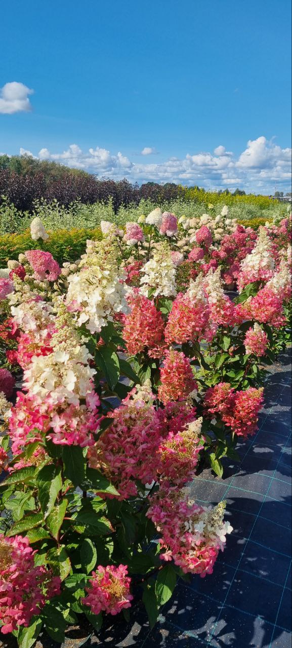 Превью изображения