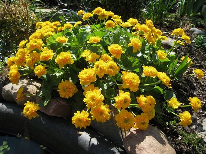 Превью изображения