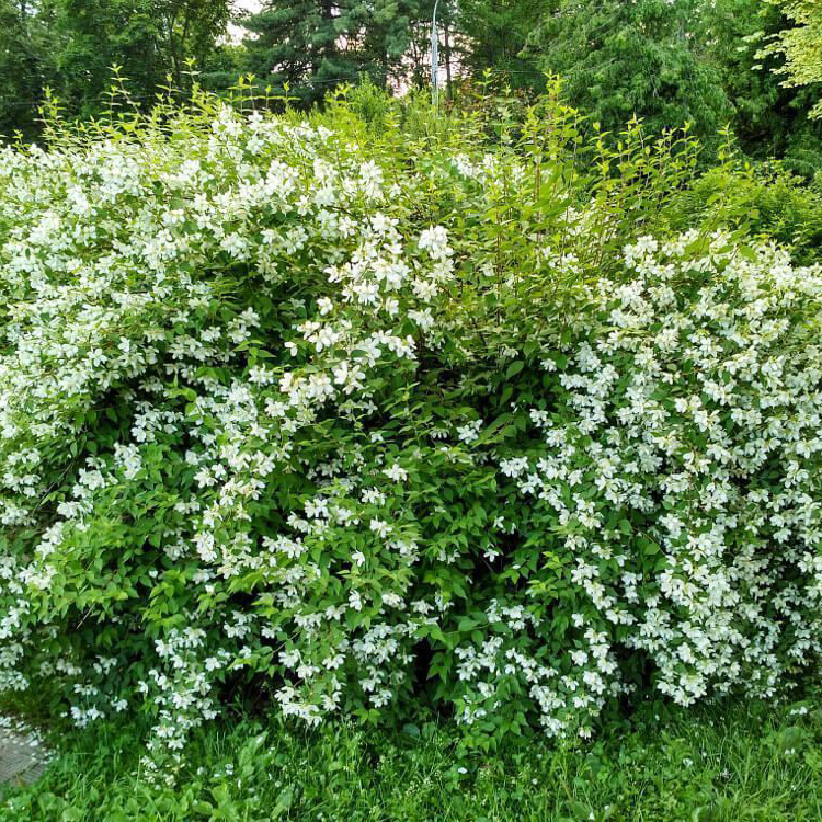 Превью изображения