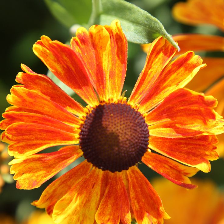 Превью изображения