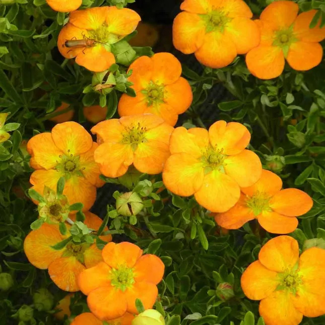 Превью изображения