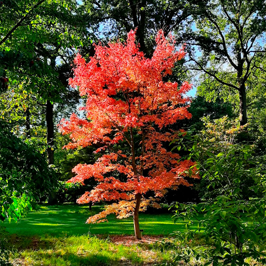 Превью изображения