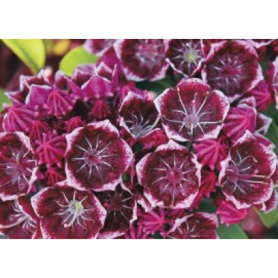 Превью изображения