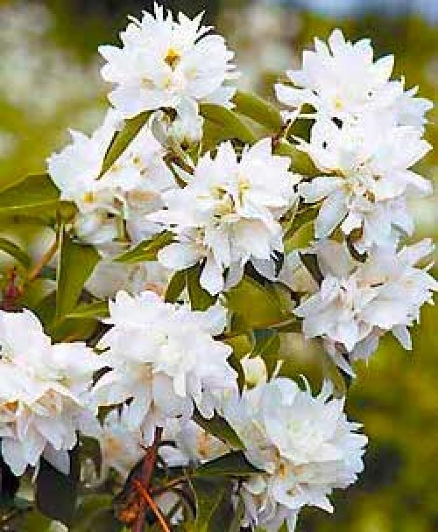 Превью изображения