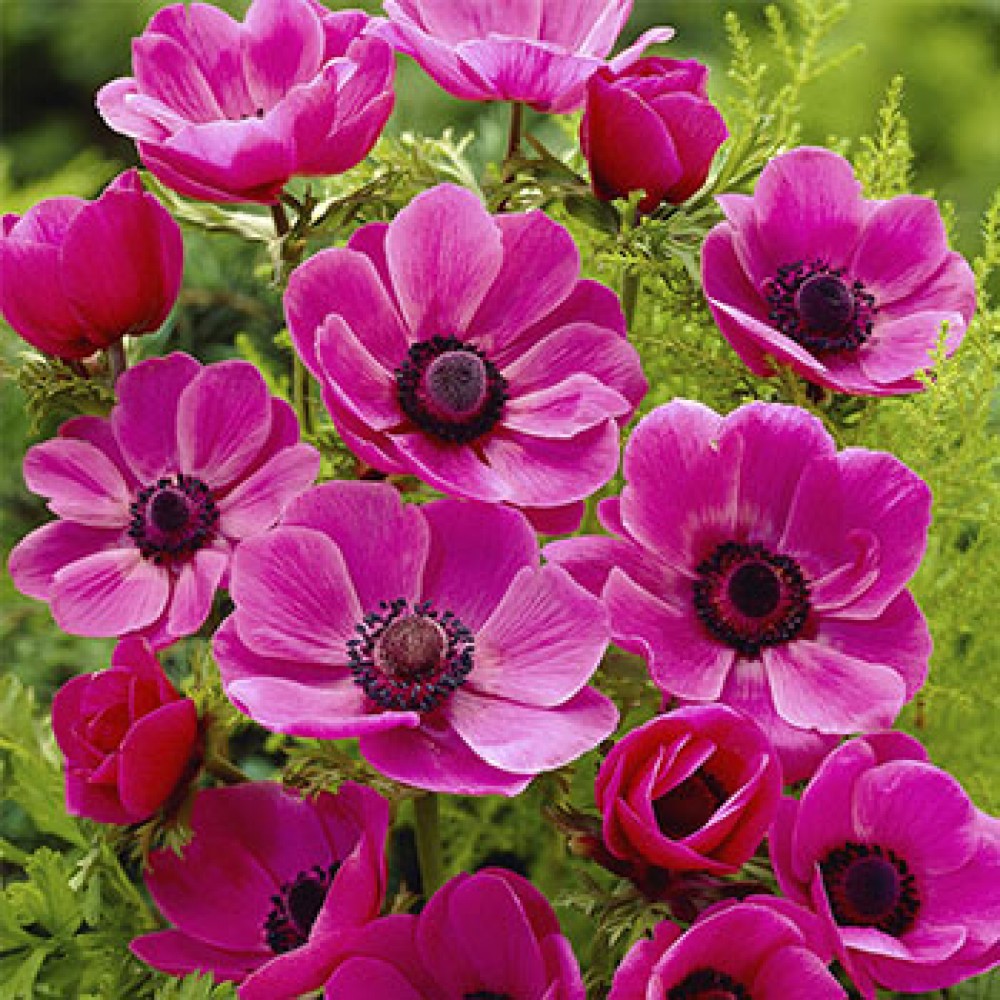 Превью изображения