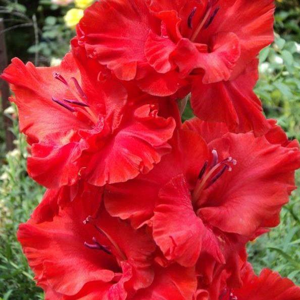 Превью изображения