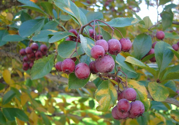 Превью изображения