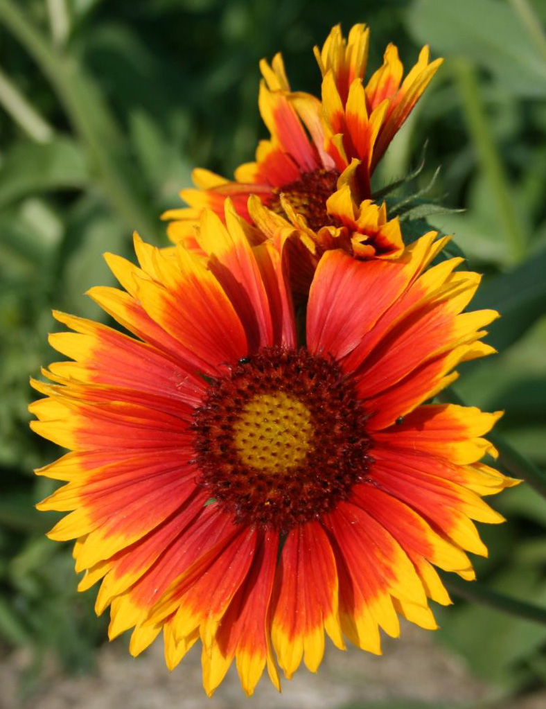 Превью изображения