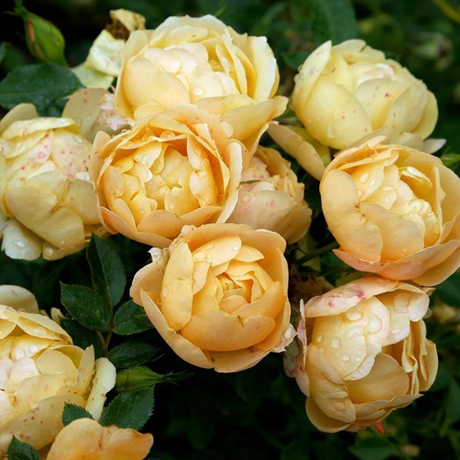 Превью изображения