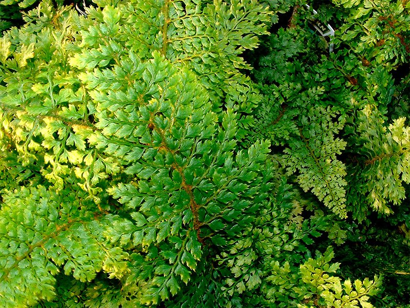 Превью изображения