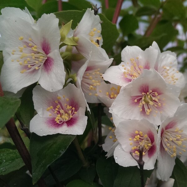 Превью изображения