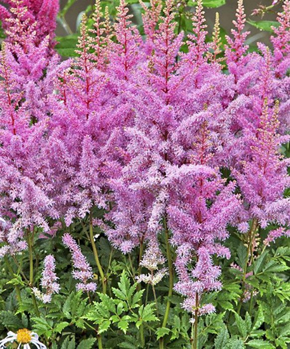 Превью изображения