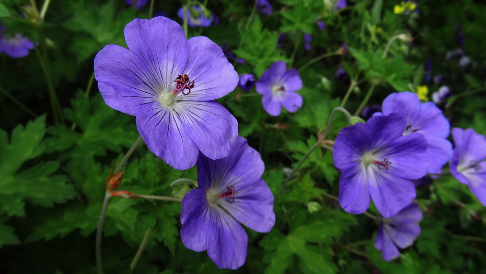 Превью изображения